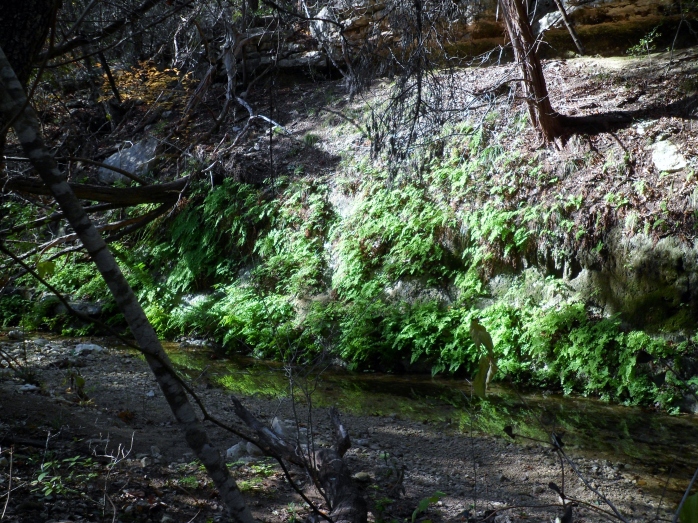 ferns along the creek